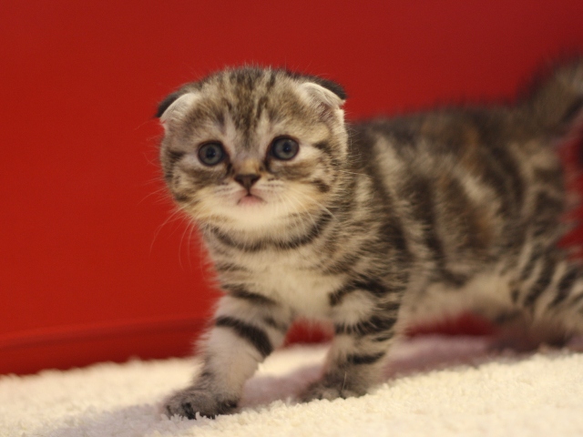 スコティッシュフォールドの子猫画像