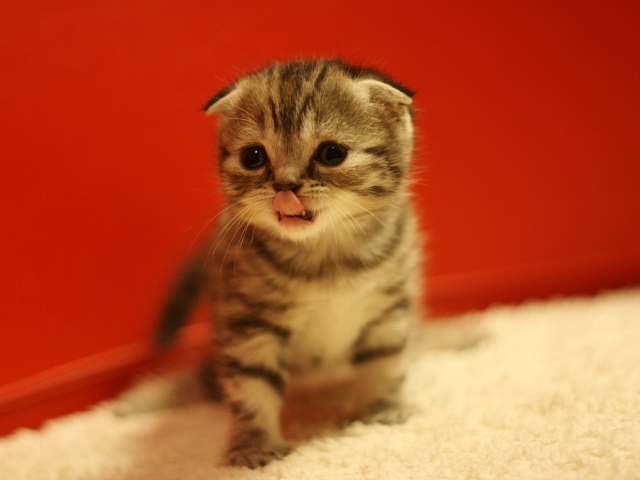 スコティッシュフォールドの子猫画像