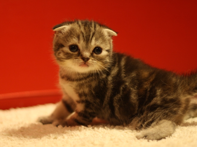 スコティッシュフォールドの子猫画像