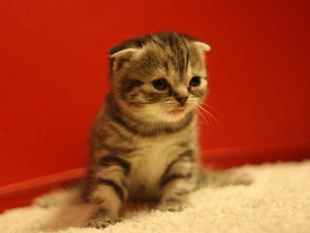 スコティッシュフォールドの子猫画像