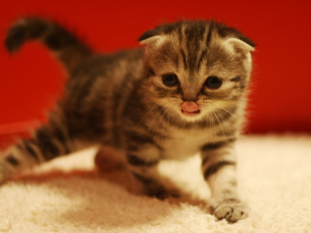 スコティッシュフォールドの子猫画像