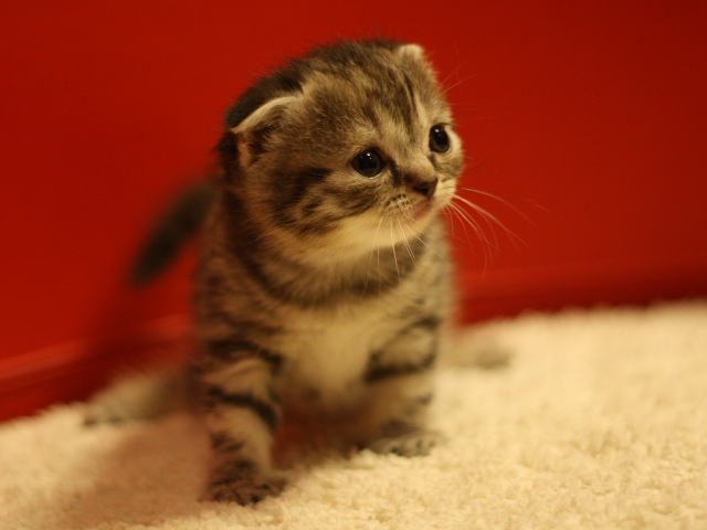 スコティッシュフォールドの子猫画像