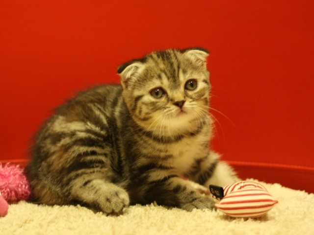 スコティッシュフォールドの子猫画像