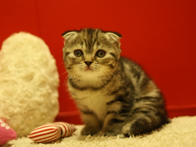 スコティッシュフォールドの子猫画像