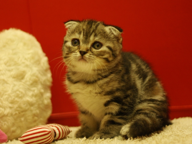スコティッシュフォールドの子猫画像