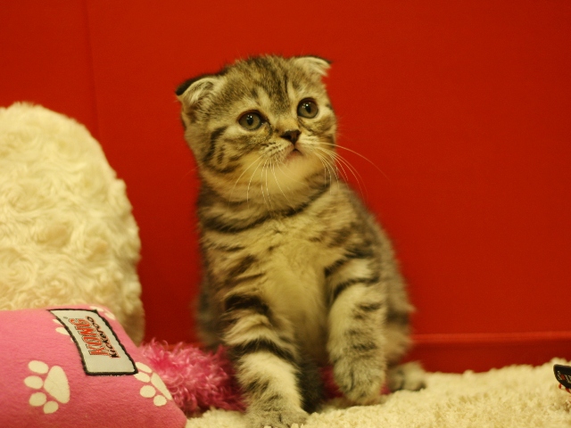 スコティッシュフォールドの子猫画像