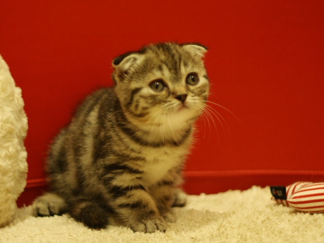 スコティッシュフォールドの子猫画像