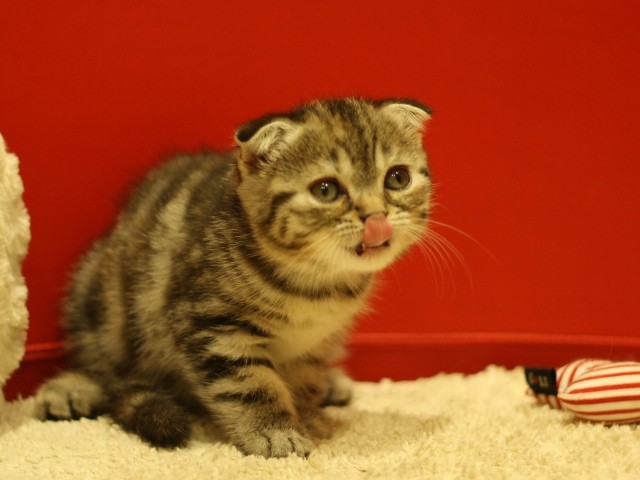 スコティッシュフォールドの子猫画像