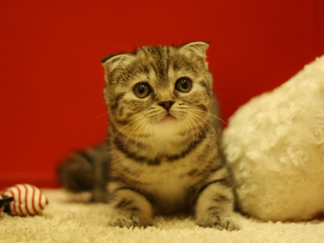 スコティッシュフォールドの子猫画像