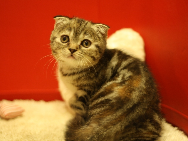 スコティッシュフォールドの子猫画像