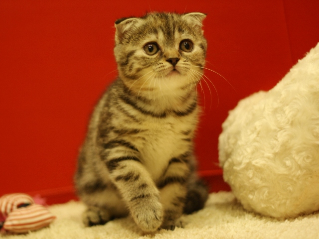 スコティッシュフォールドの子猫画像