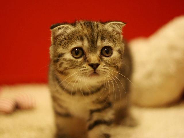 スコティッシュフォールドの子猫画像