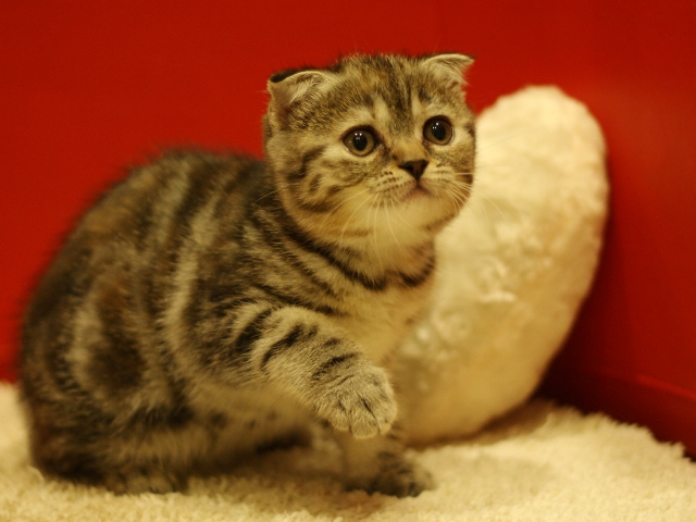 スコティッシュフォールドの子猫画像