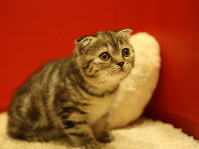 スコティッシュフォールドの子猫画像