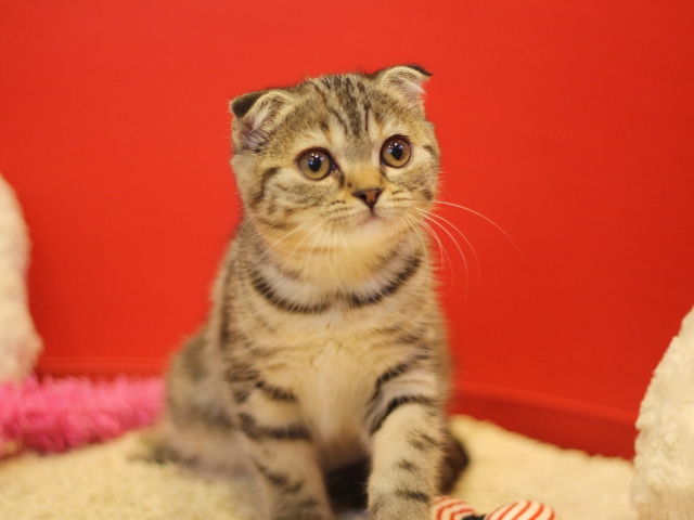 スコティッシュフォールドの子猫画像