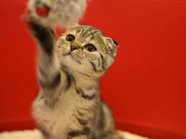 スコティッシュフォールドの子猫画像