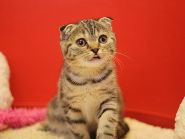 スコティッシュフォールドの子猫画像
