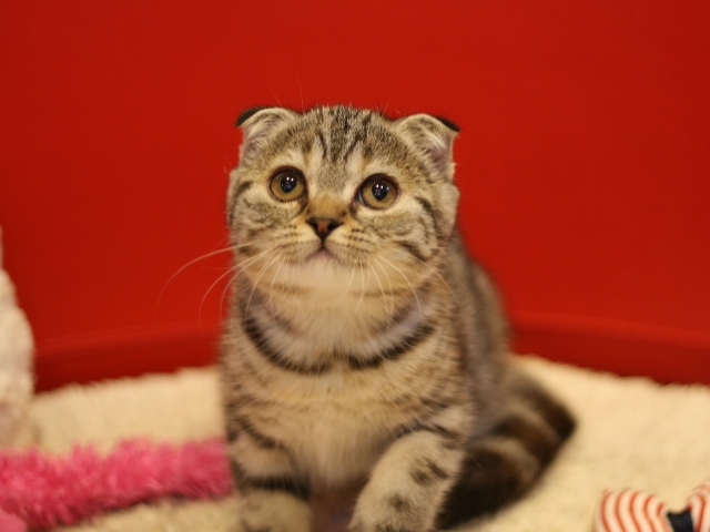 スコティッシュフォールドの子猫画像