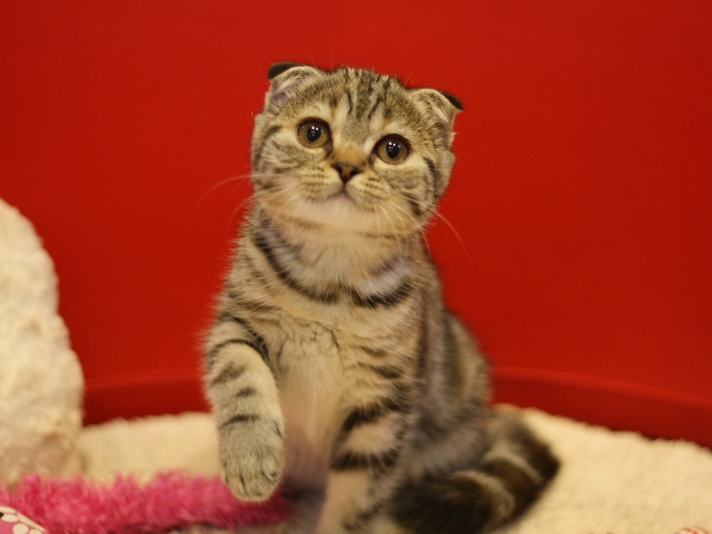 スコティッシュフォールドの子猫画像