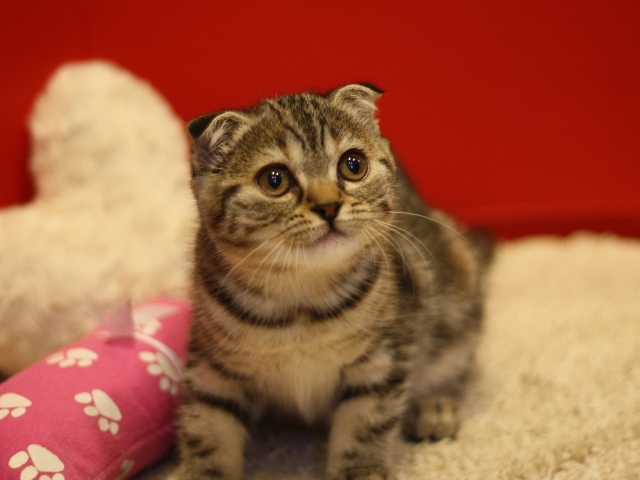 スコティッシュフォールドの子猫画像