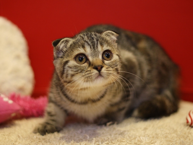 スコティッシュフォールドの子猫画像