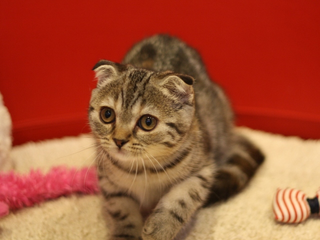 スコティッシュフォールドの子猫画像