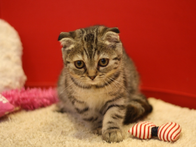 スコティッシュフォールドの子猫画像