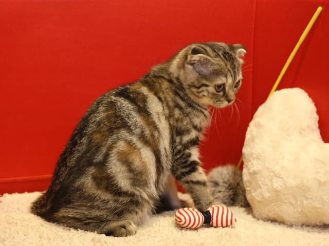 スコティッシュフォールドの子猫画像