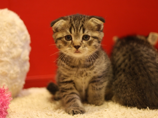 スコティッシュフォールドの子猫画像