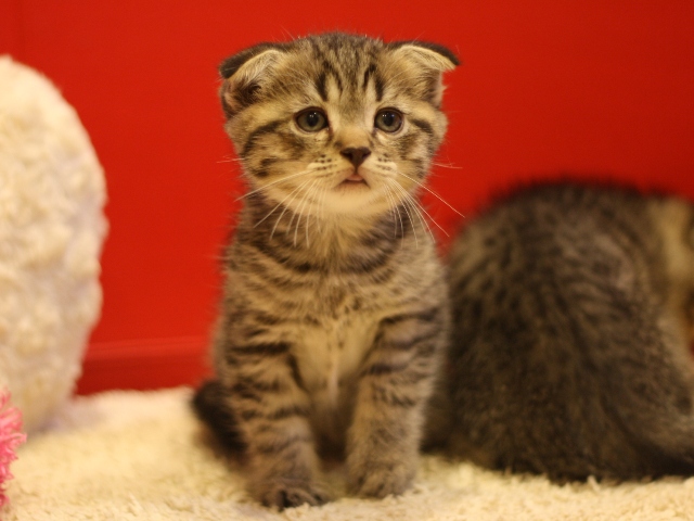 スコティッシュフォールドの子猫画像