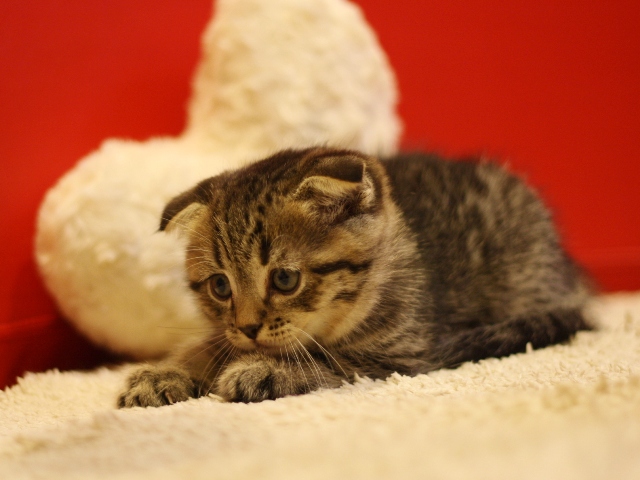 スコティッシュフォールドの子猫画像