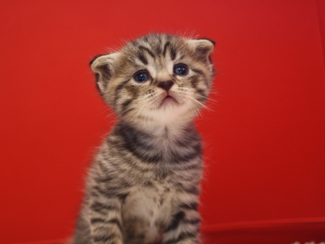 スコティッシュフォールドの子猫画像