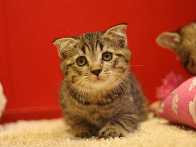 スコティッシュフォールドの子猫画像