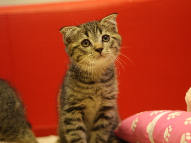 スコティッシュフォールドの子猫画像