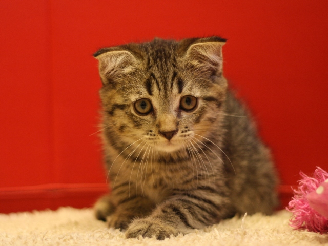 スコティッシュフォールドの子猫画像