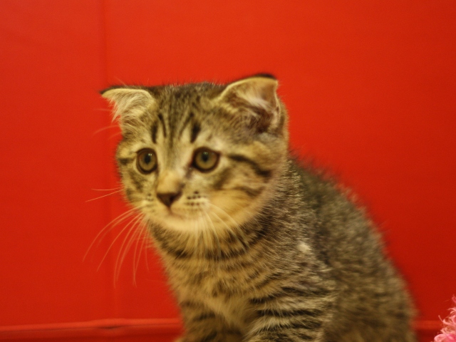 スコティッシュフォールドの子猫画像