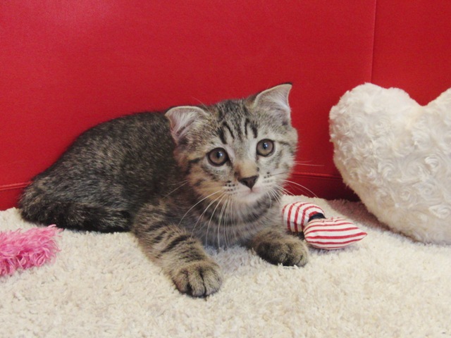 スコティッシュフォールドの子猫画像