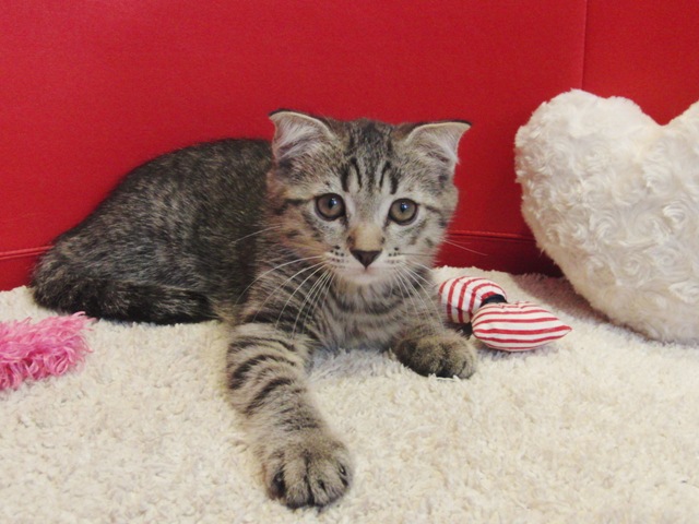 スコティッシュフォールドの子猫画像