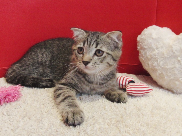 スコティッシュフォールドの子猫画像