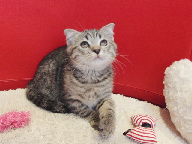スコティッシュフォールドの子猫画像