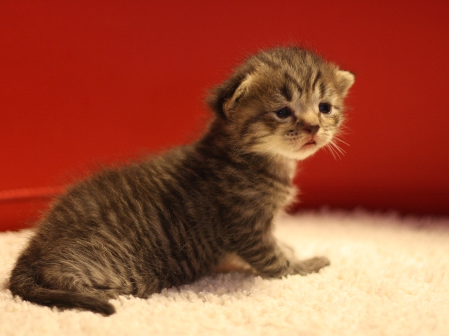 スコティッシュフォールドの子猫画像