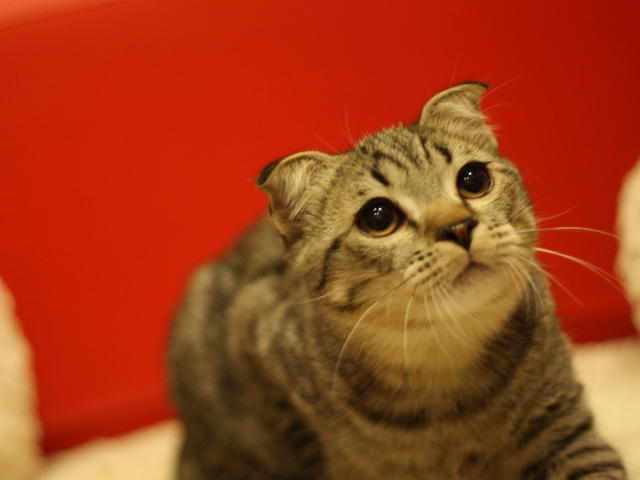 スコティッシュフォールドの子猫画像