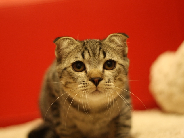 スコティッシュフォールドの子猫画像