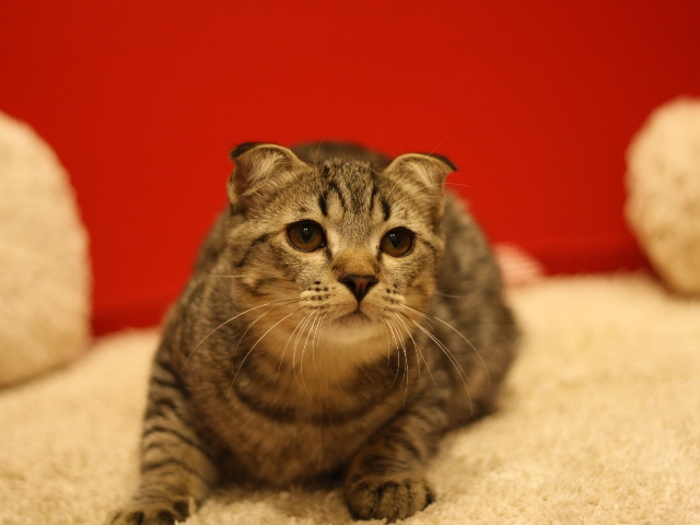 スコティッシュフォールドの子猫画像