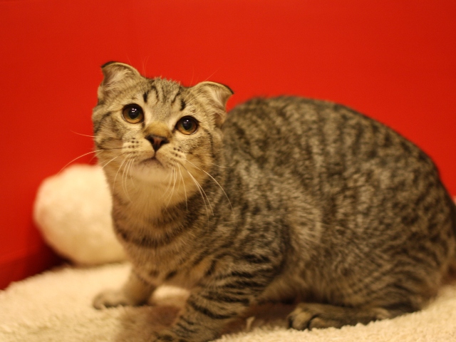 スコティッシュフォールドの子猫画像