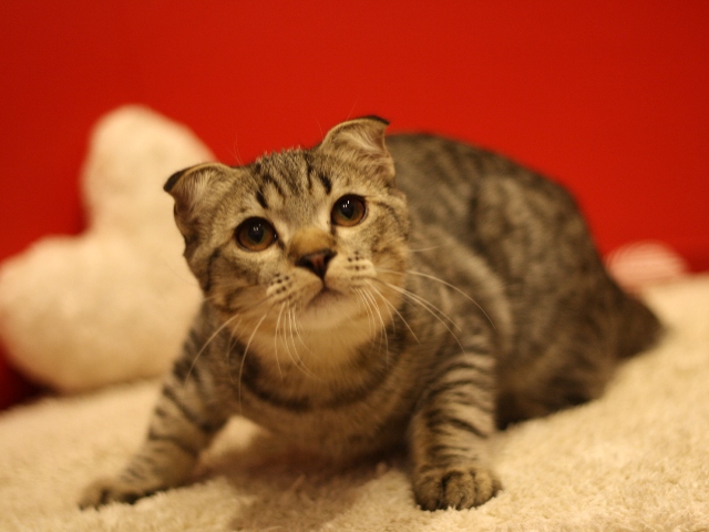 スコティッシュフォールドの子猫画像