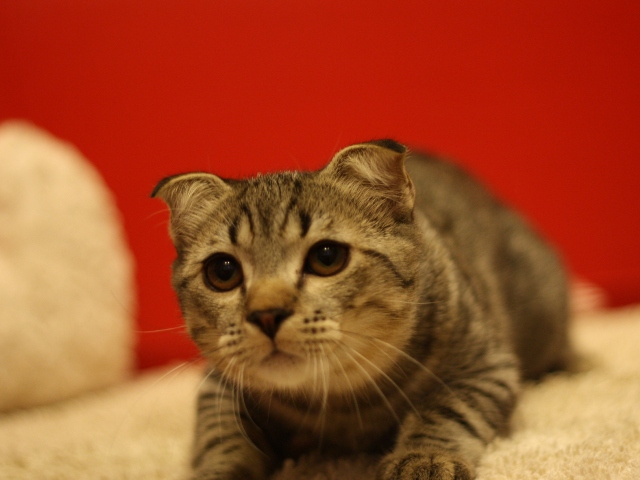 スコティッシュフォールドの子猫画像