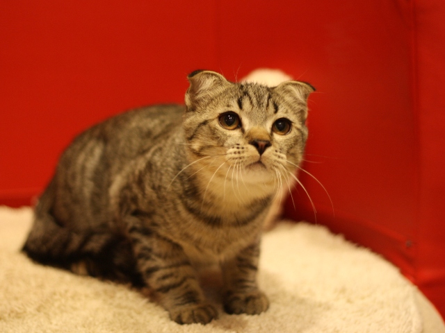 スコティッシュフォールドの子猫画像