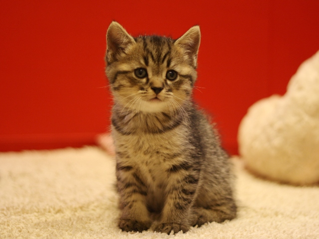 スコティッシュフォールドの子猫画像