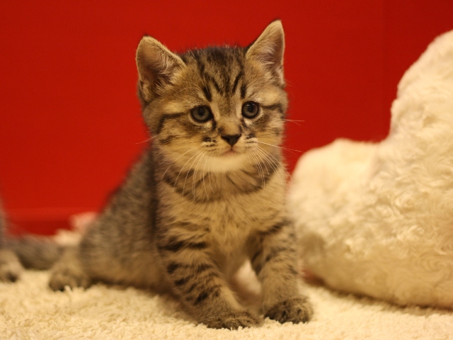 スコティッシュフォールドの子猫画像